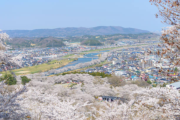 Cherry blossoms, Funaoka Castle Park