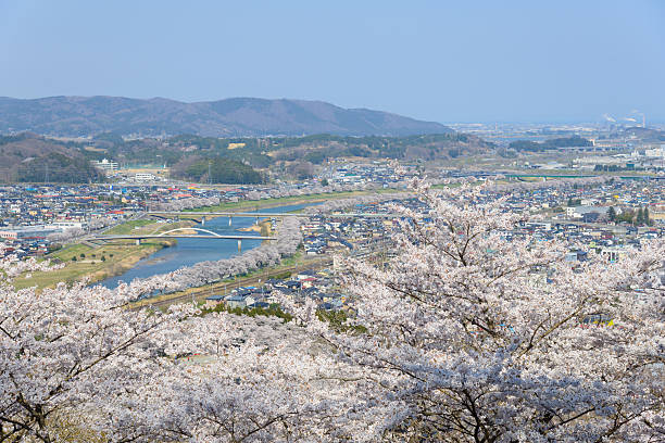 istock Cherry blossoms, Funaoka Castle Park 466218852