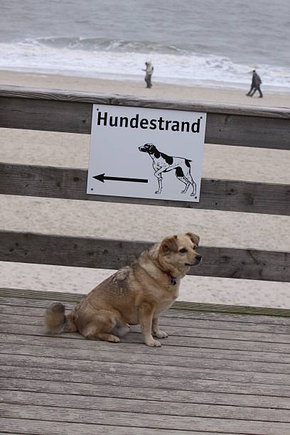 Mongrel dogs on the way to the beach