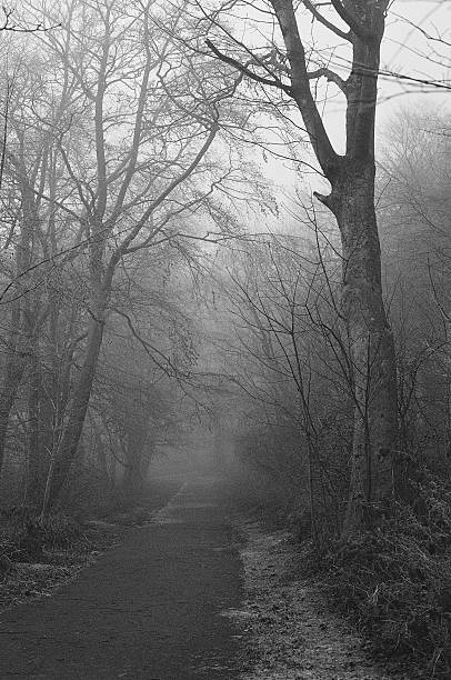 istock Fog in the park. Scottish landscape. 466219750