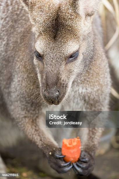 Wallaby Portrait Stock Photo - Download Image Now - Animal, Animal Body Part, Animal Hand