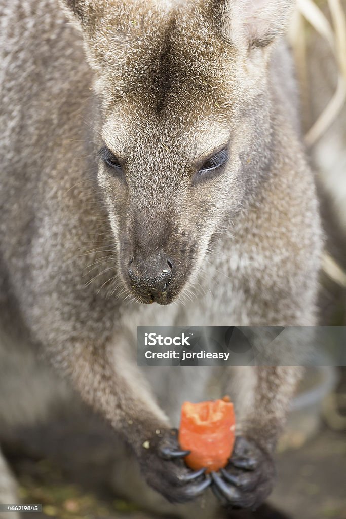 Wallaby Retrato - Foto de stock de Alimentar royalty-free
