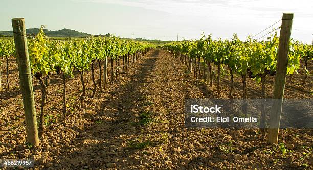 Popołudnie Na Winnicy - zdjęcia stockowe i więcej obrazów Bez ludzi - Bez ludzi, Fotografika, Horyzont lądowy