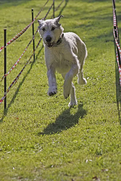 Irish Wolfhound in a dog race