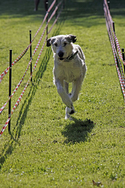 lobero irlandés en un perro raza - hundesport fotografías e imágenes de stock