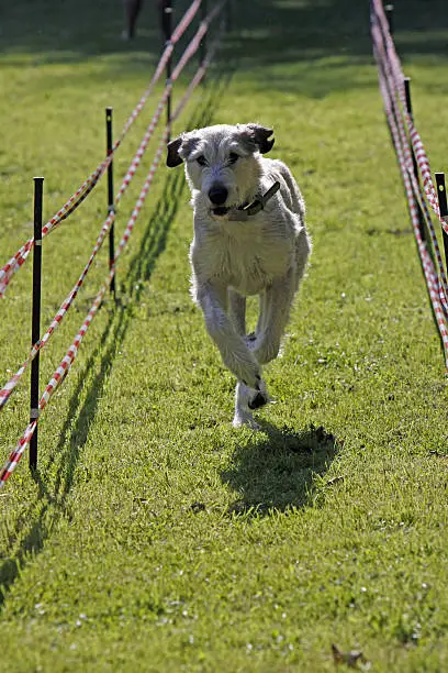 Irish Wolfhound in a dog race