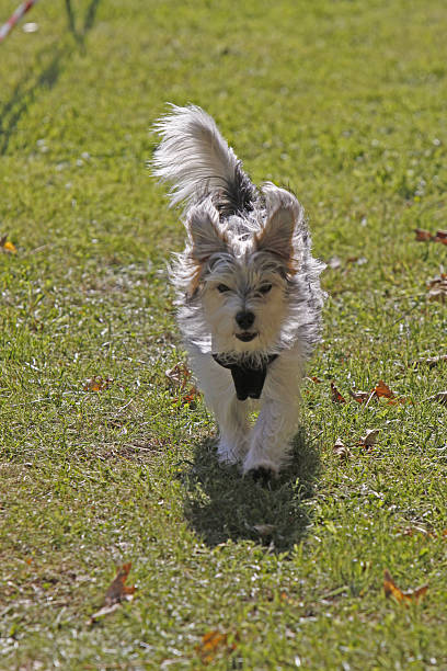 perro pequeño en una carrera - hundesport fotografías e imágenes de stock