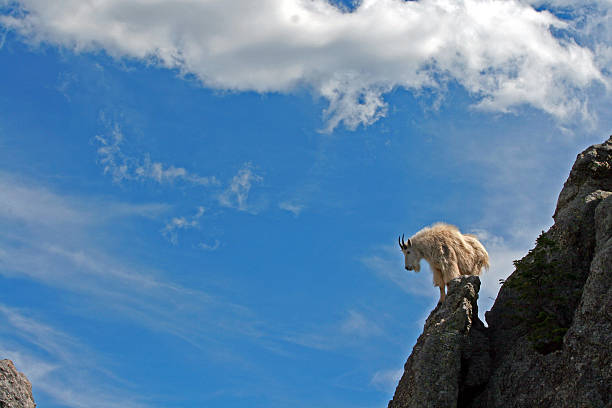 Mountain Goat on Harney Peak pinnacle spire in Black Hills South Dakota USA with cloudscape background