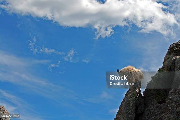 Mountain Goat On Harney Peak Pinnacle Spire In Black Hills Stock Photo - Download Image Now