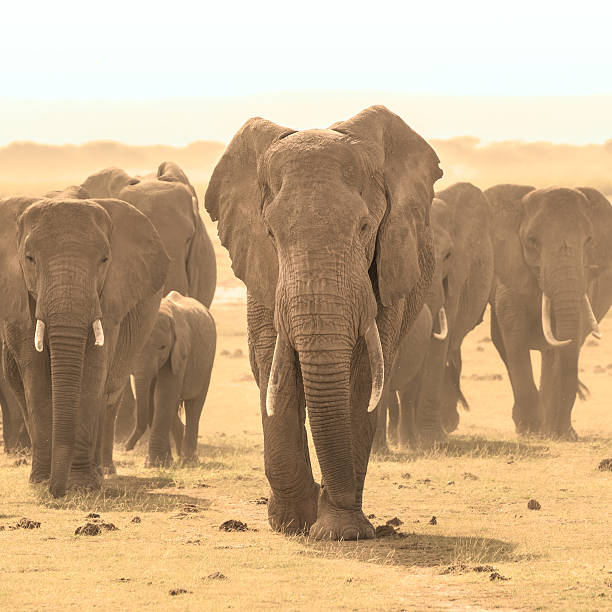 istock Loxodonta africana, African bush elephant. 466220456