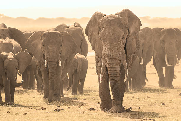 istock Loxodonta africana, African bush elephant. 466220458