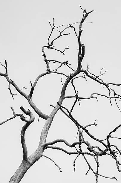 istock BW of  a dry old dead tree 466220938
