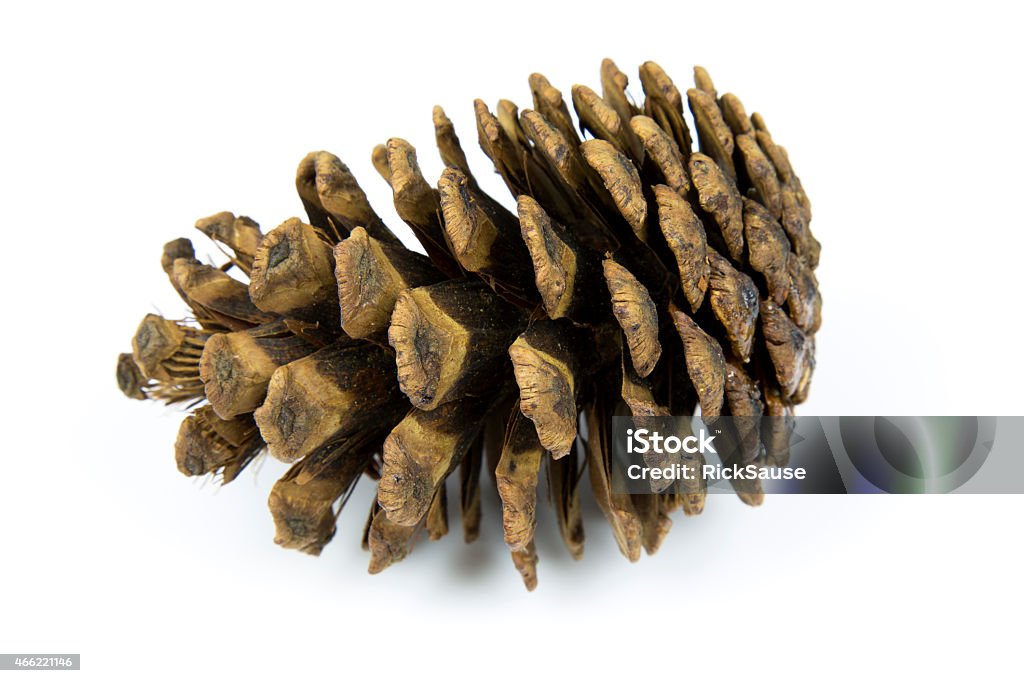 Pine Cone on White Studio Background Isolated Brown Pine Cone on White Studio Background 2015 Stock Photo