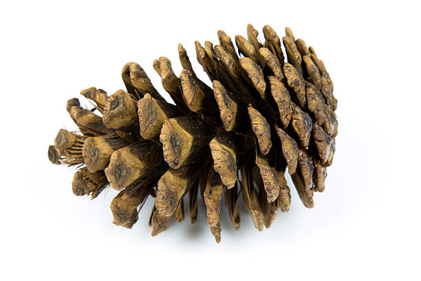 Pine Cone on White Studio Background stock photo