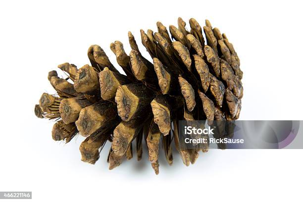 Pine Cone On White Studio Background Stock Photo - Download Image Now - 2015, Acute Angle, Brown