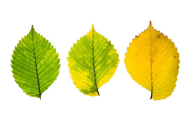 istock Three high resolution autumn leaves of elm tree 466221158