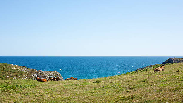 istock Herd of cows grazing 466221207