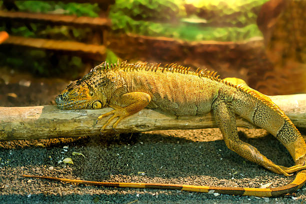 istock iguanas who sleeps on a thick branch 466221318