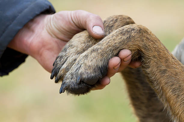 istock Human hand and dog paws 466222242