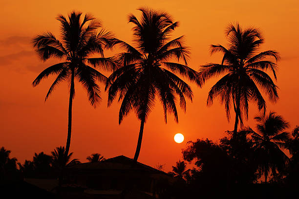 Silhouette of date palm trees on sunset sky background