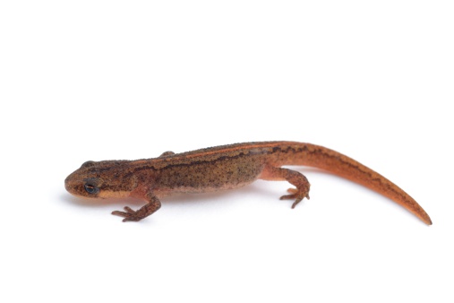 Smooth newt (Lissotriton vulgaris, juvenile female) isolated on a white background.