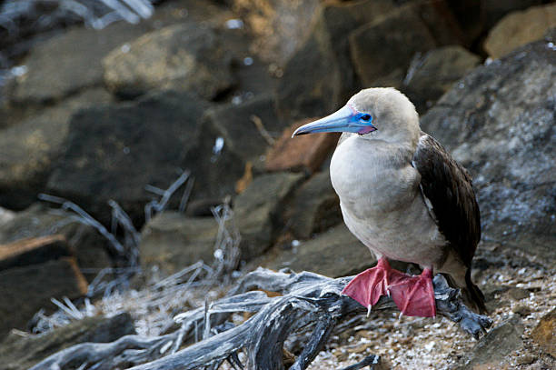istock Red-Footed Booby in the Galapagos Islands 466222850