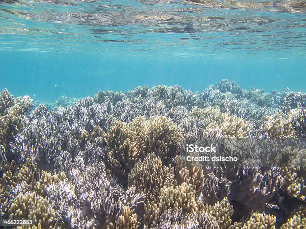 Arrecife De Coral Tropical Foto de stock y más banco de imágenes de Arrecife - Fenómeno natural - Arrecife - Fenómeno natural, Buceo con equipo, Buceo con tubo