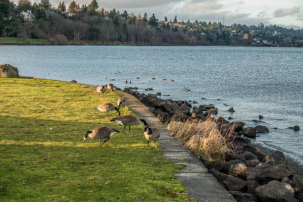 istock Canada Geese On Shore At Lake Washington 466223012