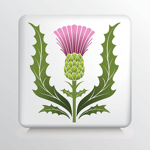 Icon With Scotch Thistle And Leaves Icon With Scotch Thistle And Leaves Scottish Thistle stock illustrations