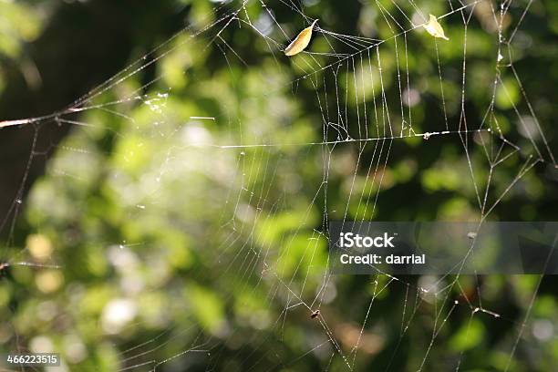 Web Foto de stock y más banco de imágenes de Acorralado - Acorralado, Aire libre, Animales cazando