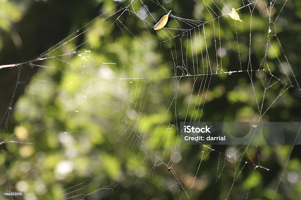 ウェブ用 - クモの巣のロイヤリティフリーストックフォト