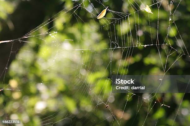 ウェブ用 - クモの巣のストックフォトや画像を多数ご用意 - クモの巣, クローズアップ, ワイルドライフ