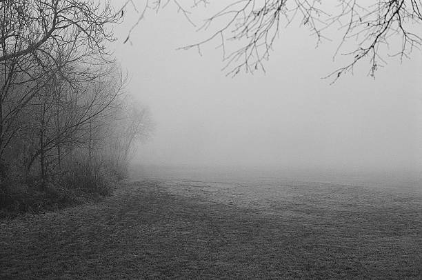 istock Fog in the park. Scottish landscape. 466223684