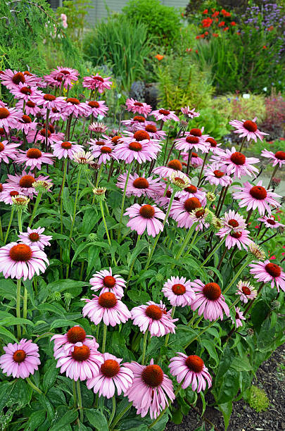 istock Purple echinacea flower garden 466223697