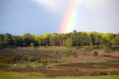 A typical New Forest scene of wild ponies wandering across the open forest, under a stunning rainbow