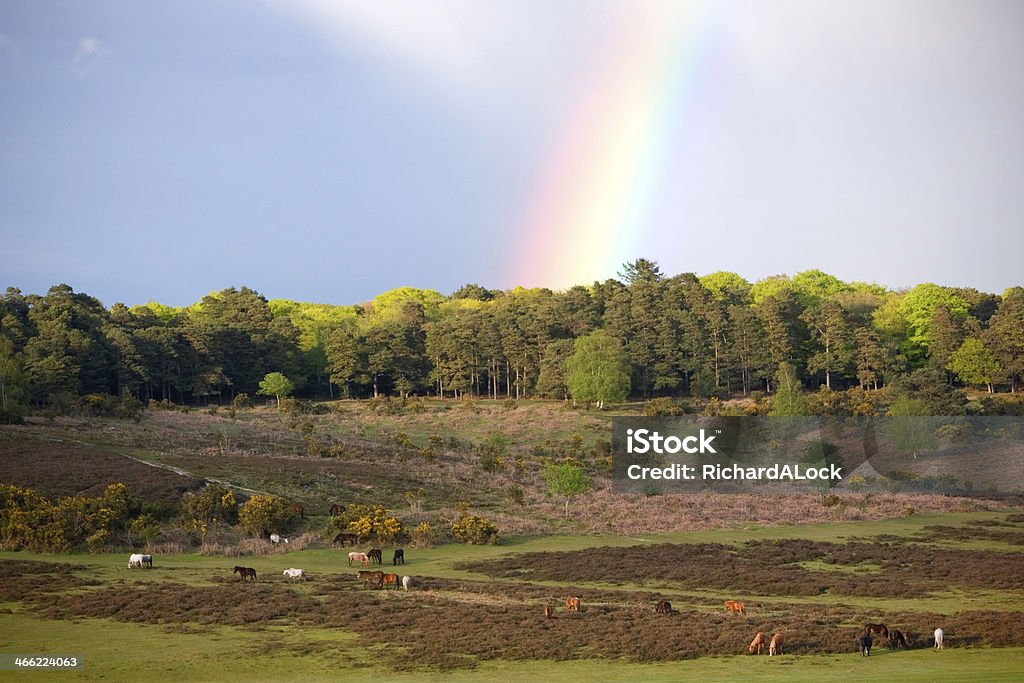 New Forest Ponies Under Rainbow A typical New Forest scene of wild ponies wandering across the open forest, under a stunning rainbow New Forest Stock Photo