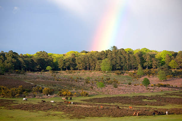 New Forest Ponies Under Rainbow A typical New Forest scene of wild ponies wandering across the open forest, under a stunning rainbow new forest photos stock pictures, royalty-free photos & images