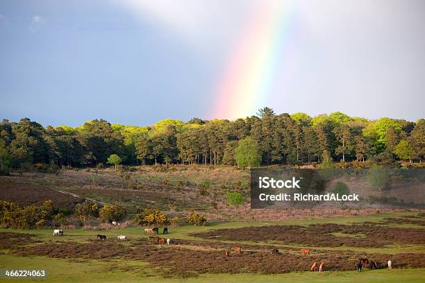 New Forest Ponies Under Rainbow Stock Photo - Download Image Now - New Forest, Hampshire - England, Rural Scene