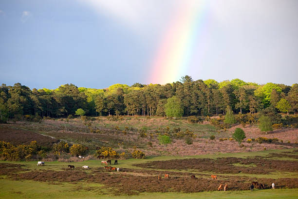 park narodowy new forest kuce z rainbow - hampshire zdjęcia i obrazy z banku zdjęć