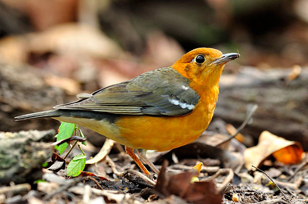 istock Beautiful bird, Orange-headed Thrush, Zoothera c 466225897