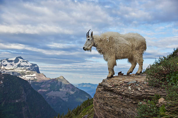 capra di montagna nelle montagne rocciose del parco nazionale del ghiacciaio - montana mountain us glacier national park lake foto e immagini stock