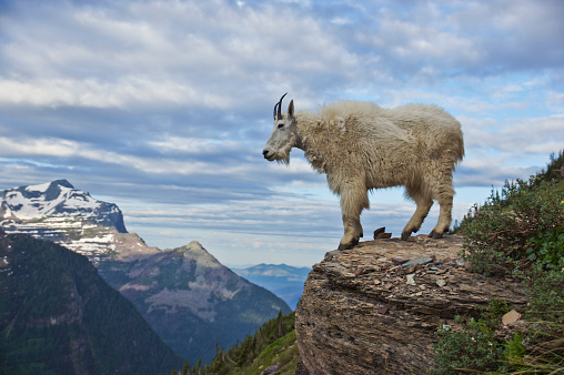 Bighorn Sheep in Bear's Hump Trail in Waterton Lakes National Park, Alberta, Canada