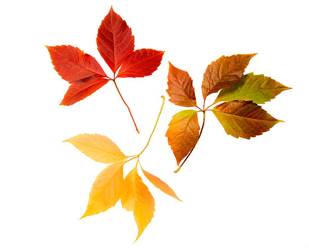 istock High Resolution autumn leaves of wild vine 466226706