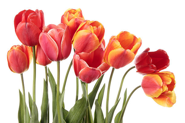 istock Gorgeous tulip flowers 466226738