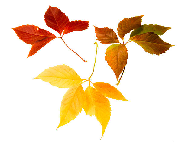 istock High Resolution autumn leaves of wild vine 466226740