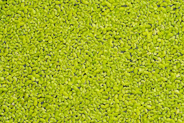 istock texture of Duckweed, Mosquito fern 466226999