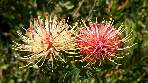 istock Ribbon Pincushion Flower 466227057