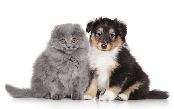 istock Puppy and kitten on white background 466227076