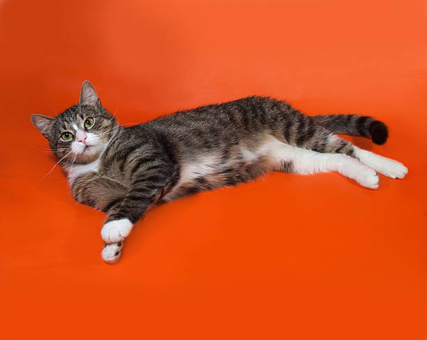 istock White and striped spotted cat lying on orange 466227128