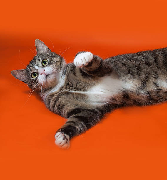 istock White and striped spotted cat lying on orange 466227136